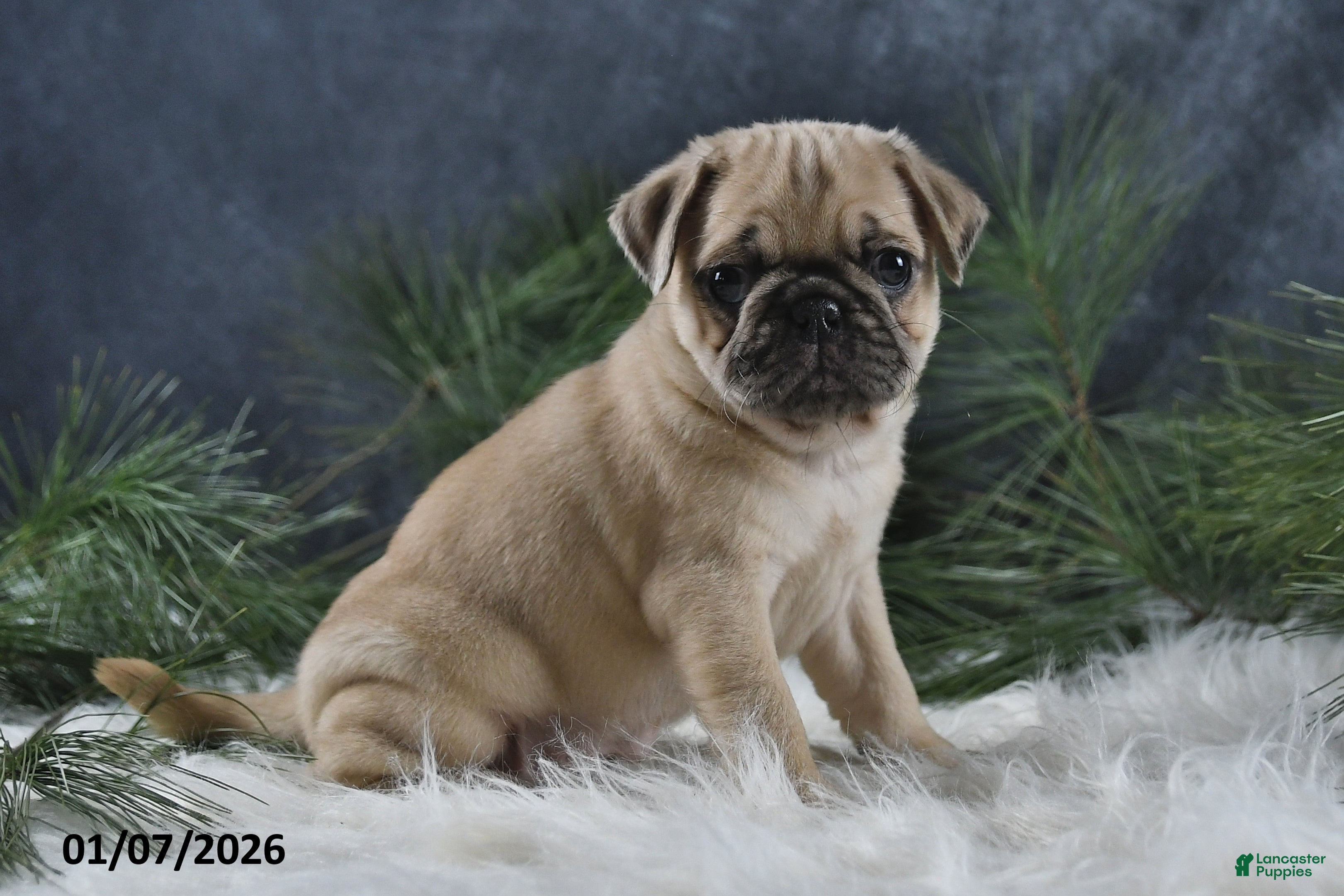 Pug dogs Brinley - Ad 7