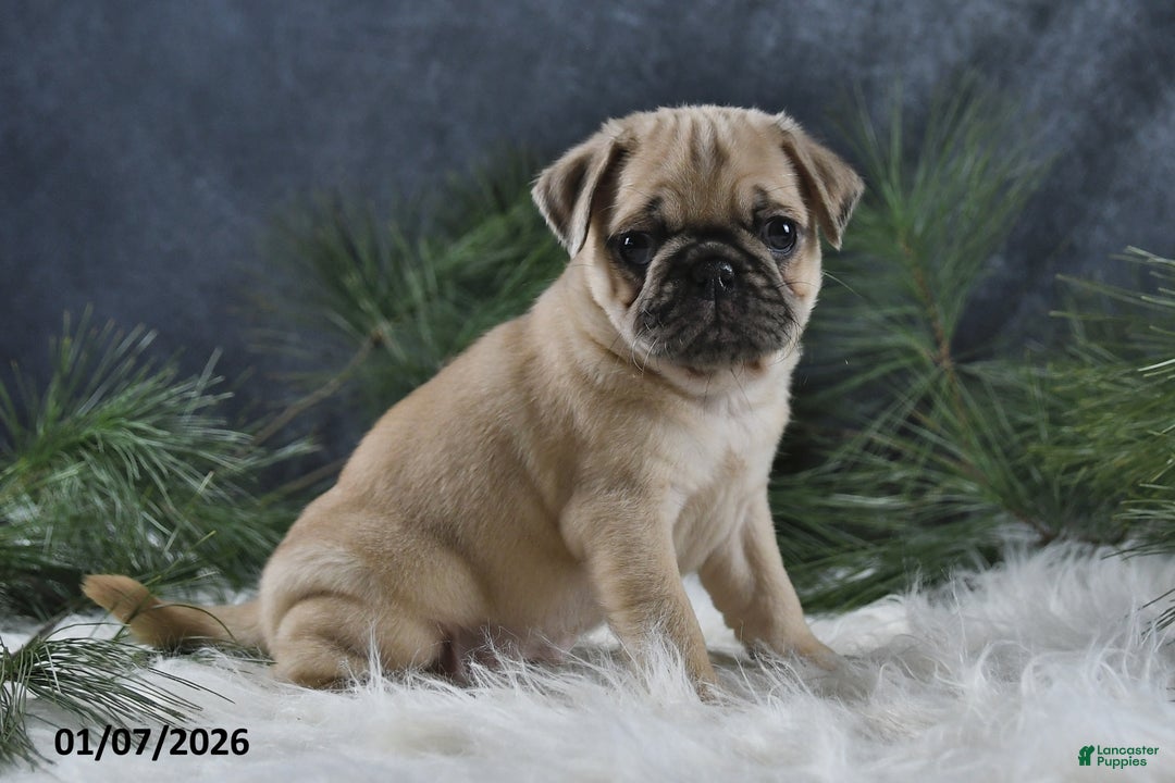 Pug dogs for sale: Brinley - Ad 1