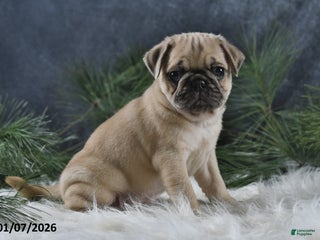 Pug dogs Brinley - Ad 7