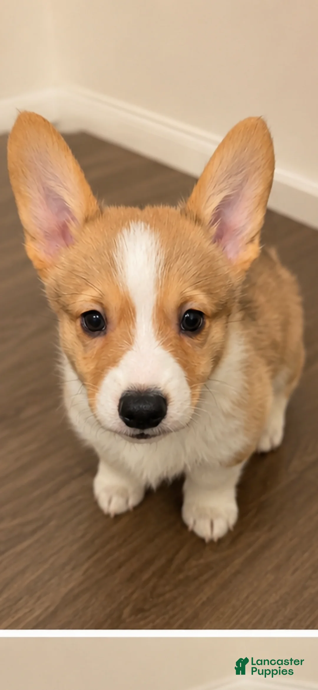 Mixed Breed dogs for sale: Mixed Breed 1 - Ad 1