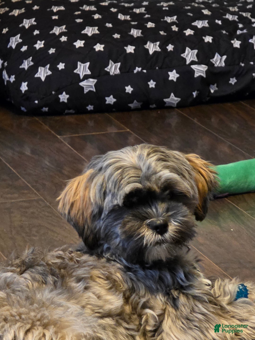 Mixed Breed dogs for sale: Mixed Breed Puppy 2 (Lincoln) - Ad 5