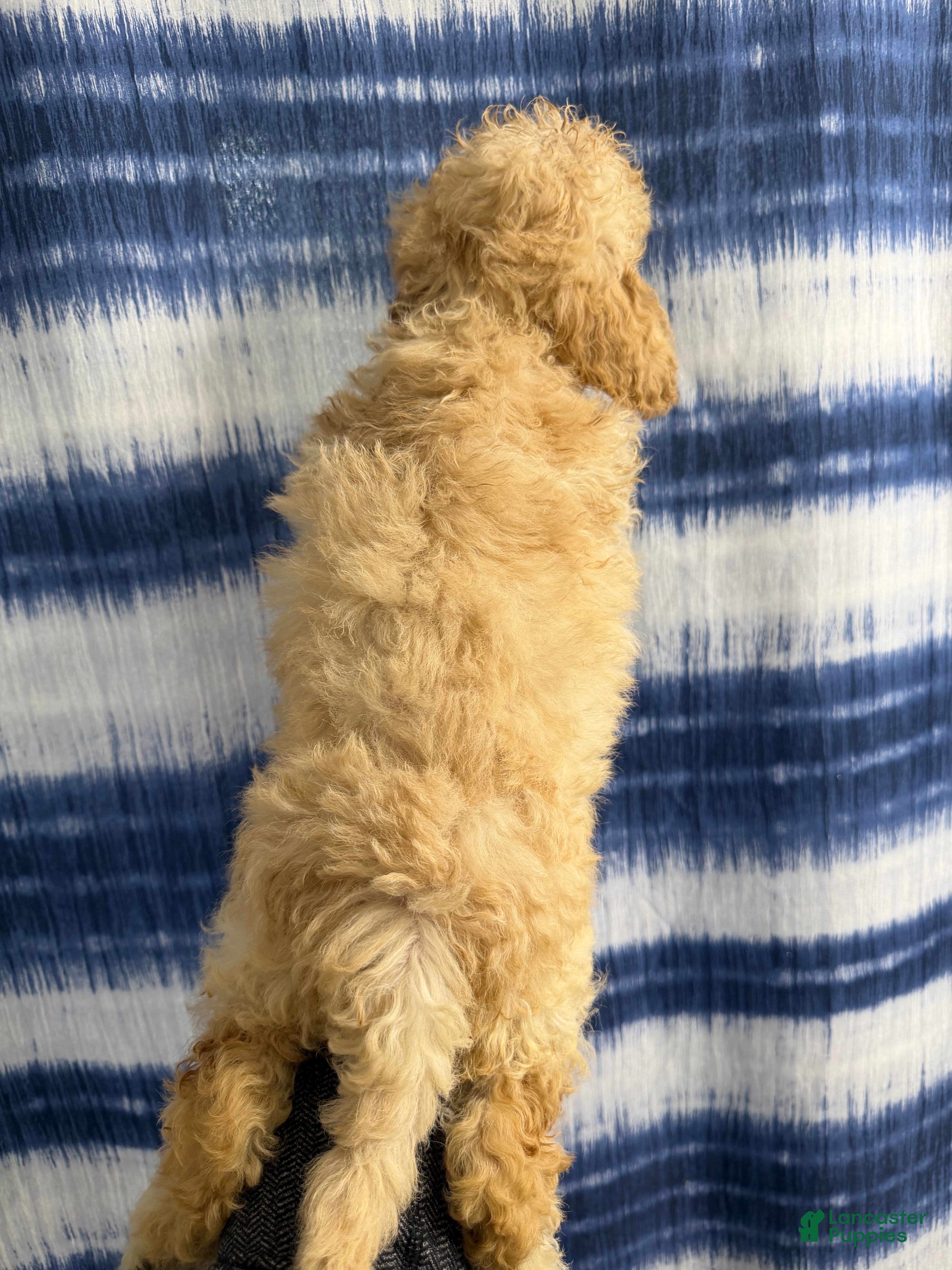 Yorkiepoo dogs Yorkiepoo Puppy 2 - Ad 2