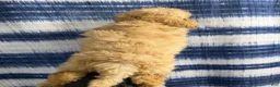 Yorkiepoo dogs for sale: Yorkiepoo Puppy 2 - Ad 2