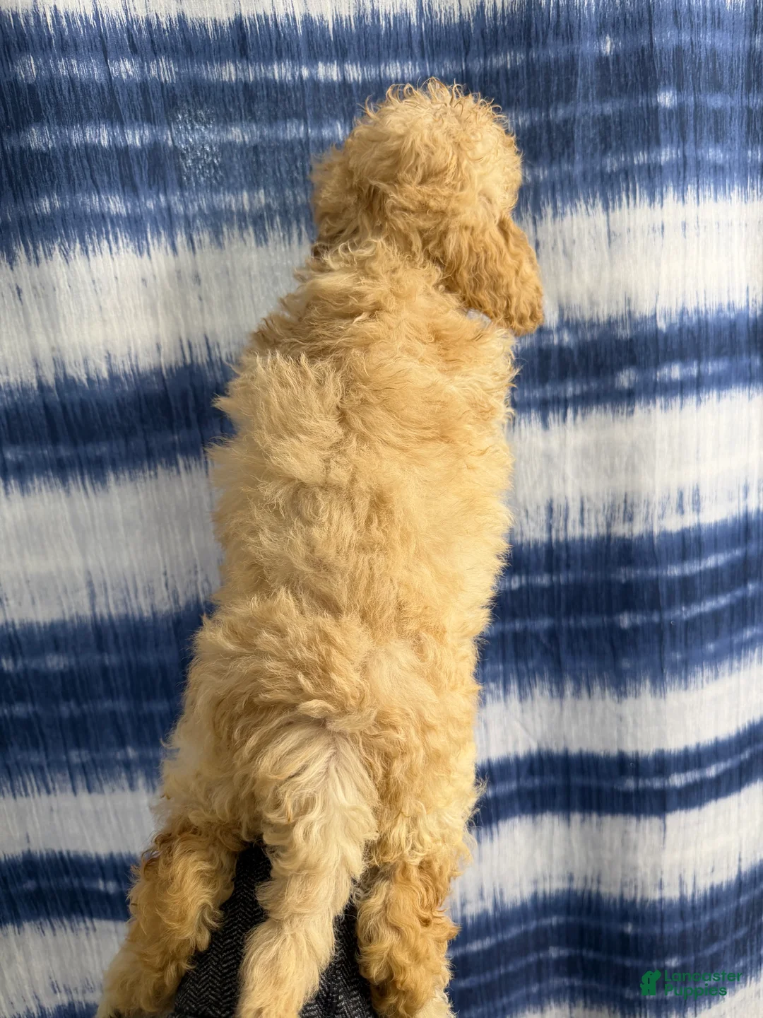 Yorkiepoo dogs for sale: Yorkiepoo Puppy 2 - Ad 2