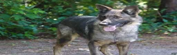 Mixed Breed dogs for sale: Nero - Ad 7