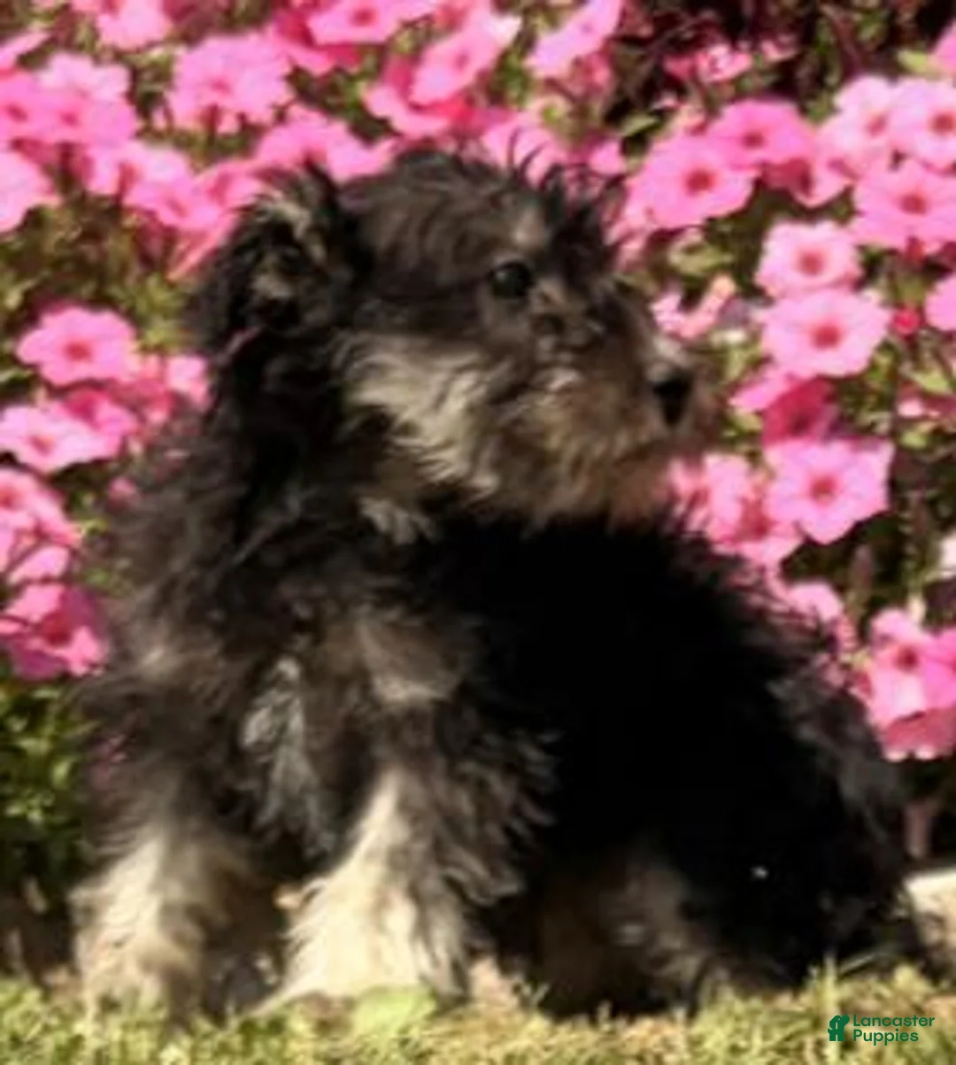 Miniature Schnauzer dogs for sale: Hailey - Ad 2