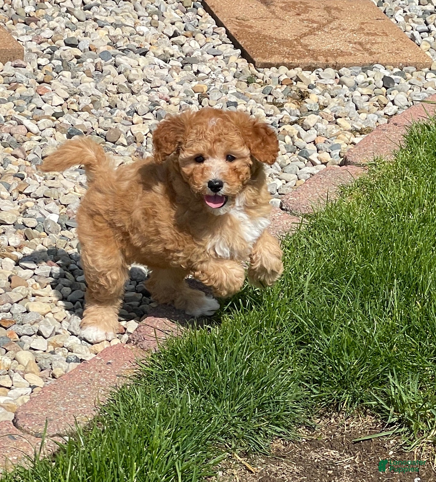 Mini Goldendoodle dogs Sandy Mini Goldendoodle Puppy  - Ad 1