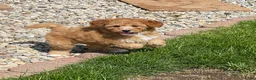 Mini Goldendoodle dogs for sale: Sandy Mini Goldendoodle Puppy  - Ad 1