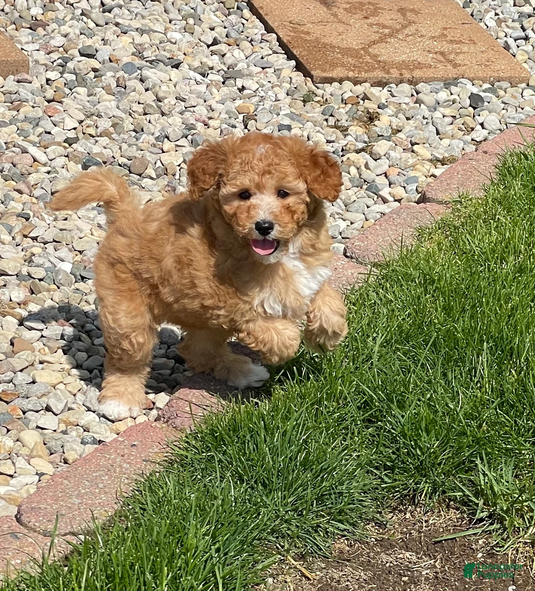 Mini Goldendoodle dogs for sale: Sandy Mini Goldendoodle Puppy  - Ad 1