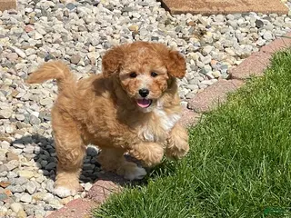 Mini Goldendoodle dogs for sale: Sandy Mini Goldendoodle Puppy - Ad 1