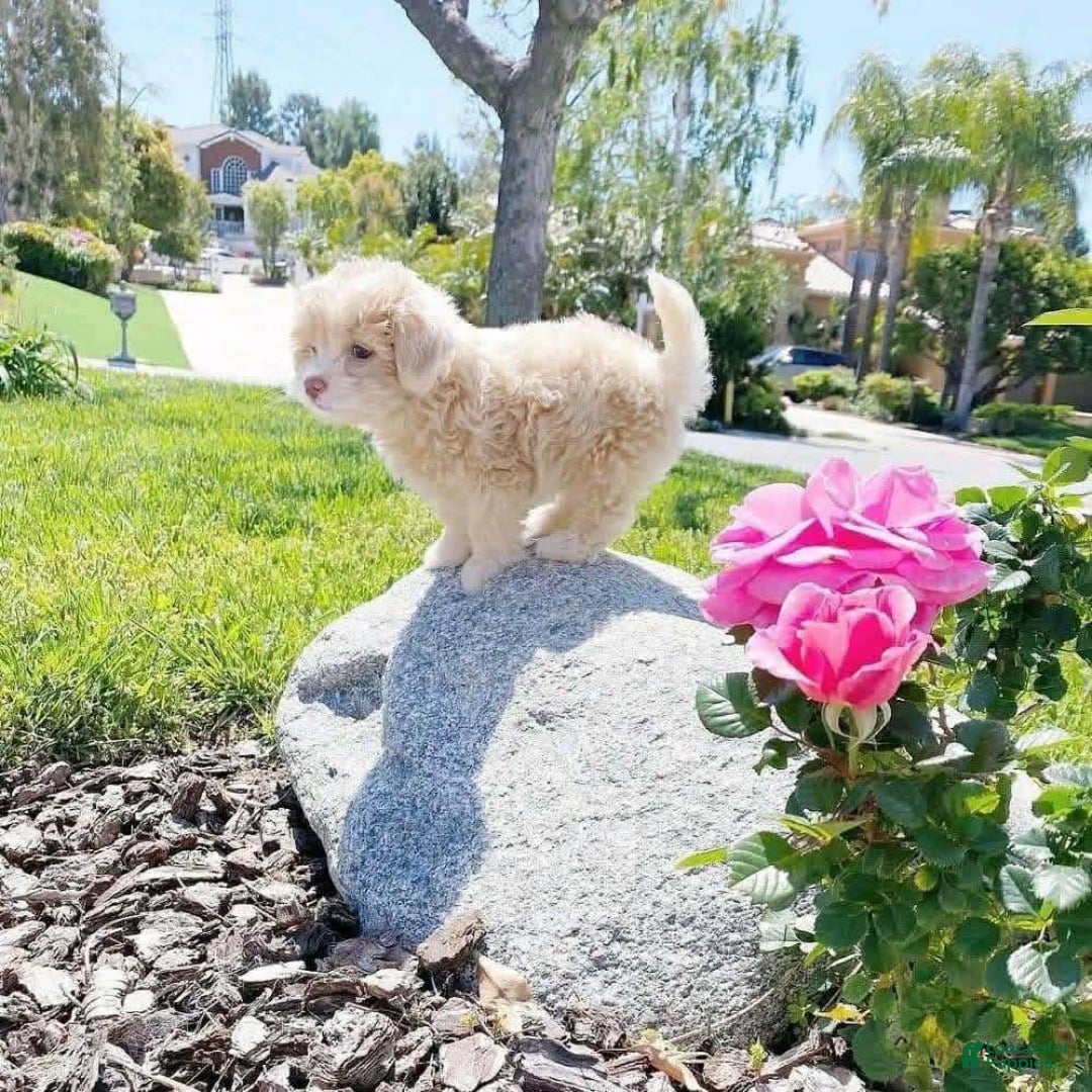 Maltese dogs for sale: Maltese Puppy 1 - Ad 3