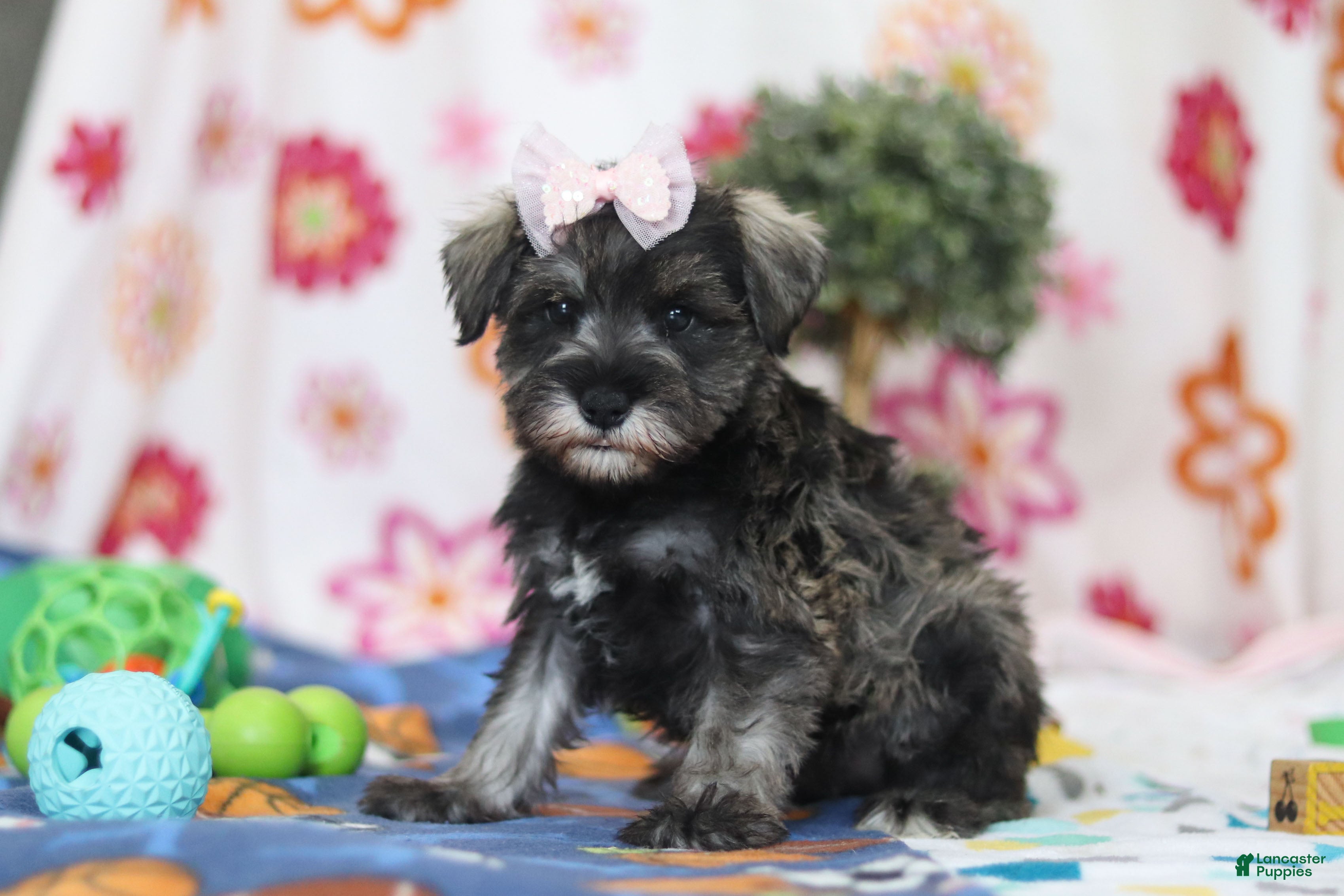 Miniature Schnauzer dogs Quincy - Ad 2