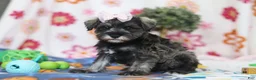 Miniature Schnauzer dogs for sale: Quincy - Ad 2