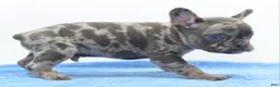 Mixed Breed dogs for sale: Zen blue merle  - Ad 6
