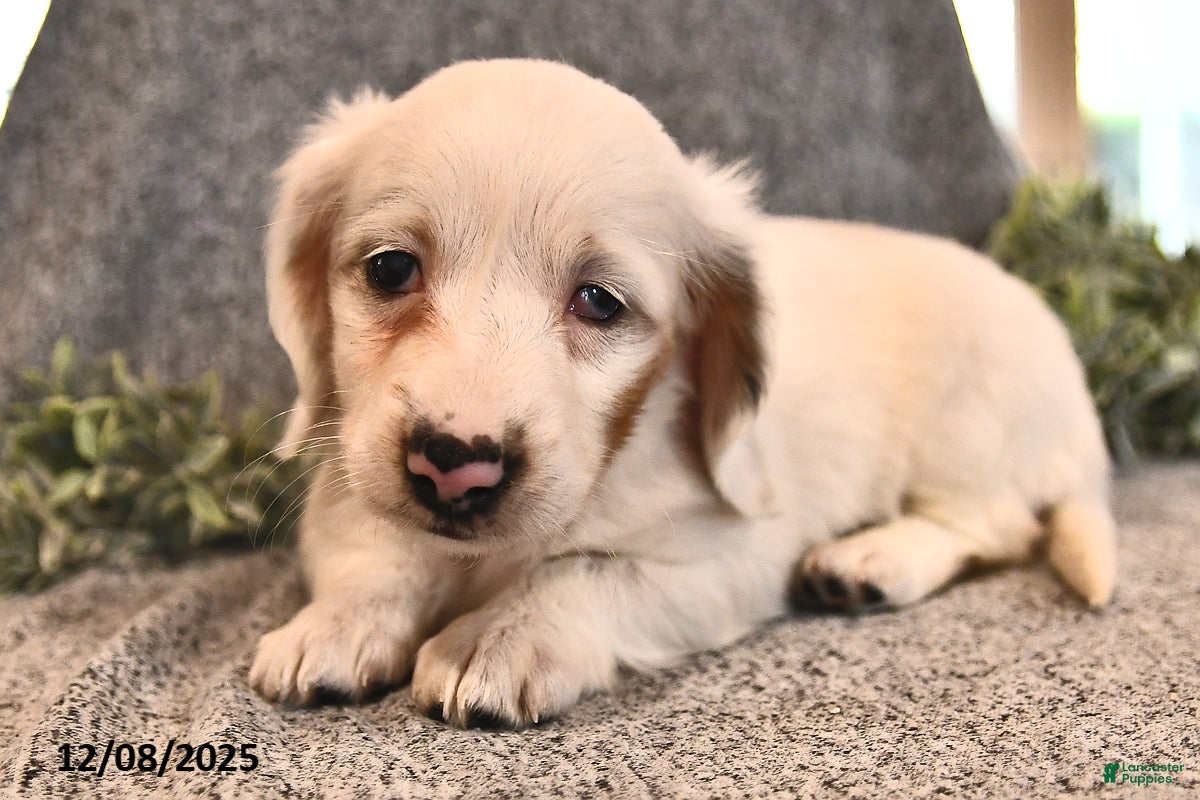 Miniature Dachshund dogs Ivy - Ad 31