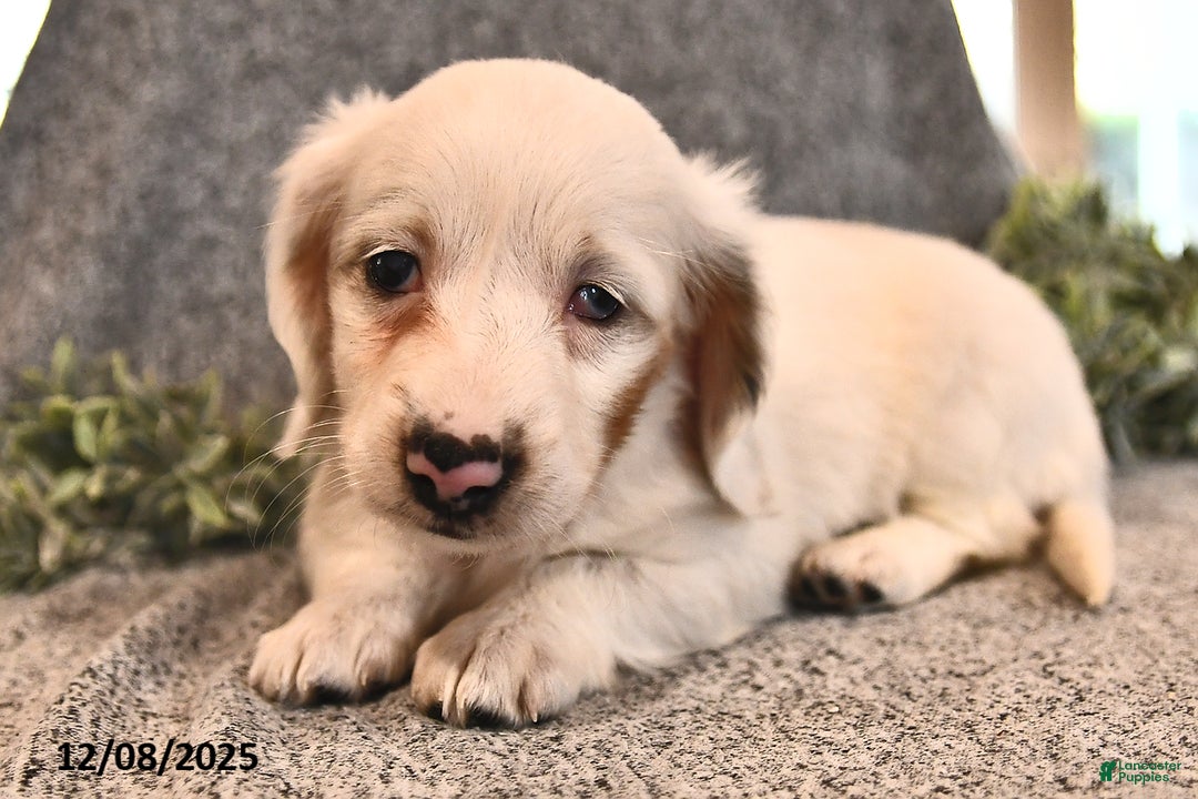 Miniature Dachshund dogs for sale: Ivy - Ad 1