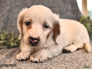 Miniature Dachshund dogs Ivy - Ad 4