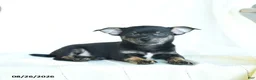 Chihuahua dogs for sale: Jace - Ad 5