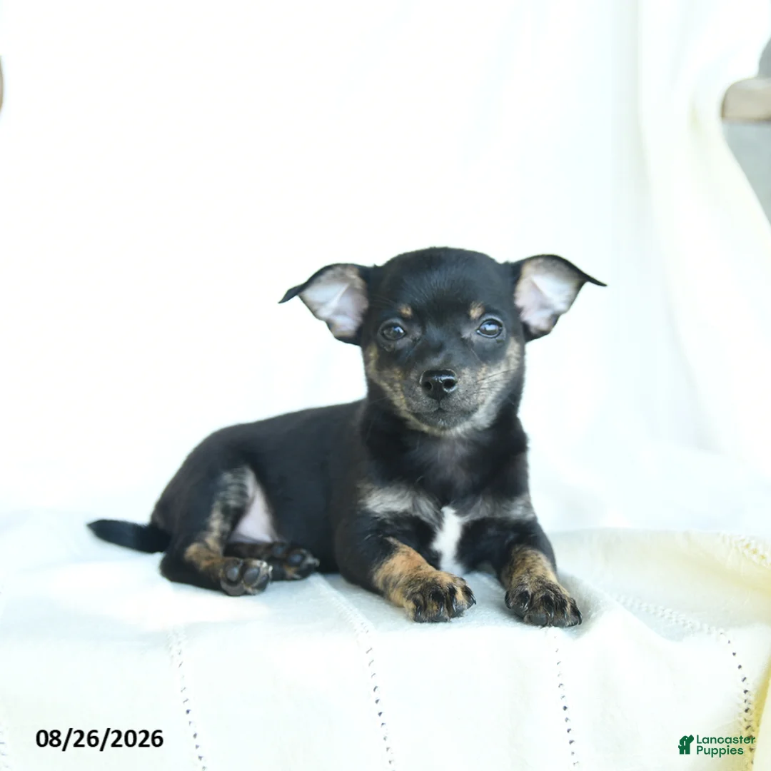 Chihuahua dogs for sale: Jace - Ad 5