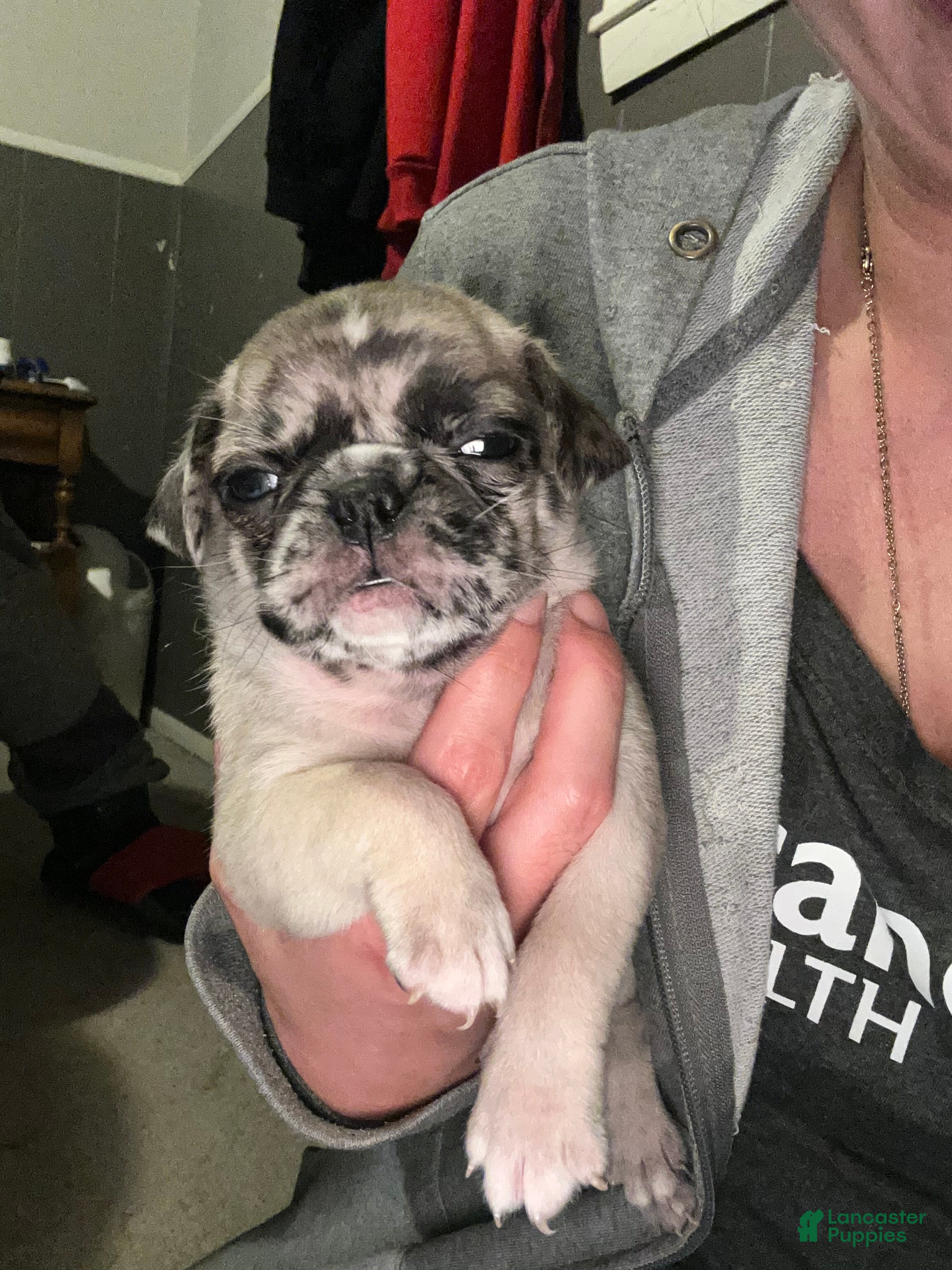 Pug dogs Pug Puppy 1 - Ad 14