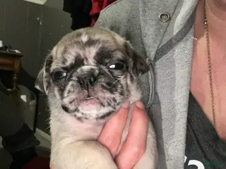 Pug dogs Pug Puppy 1 - Ad 21