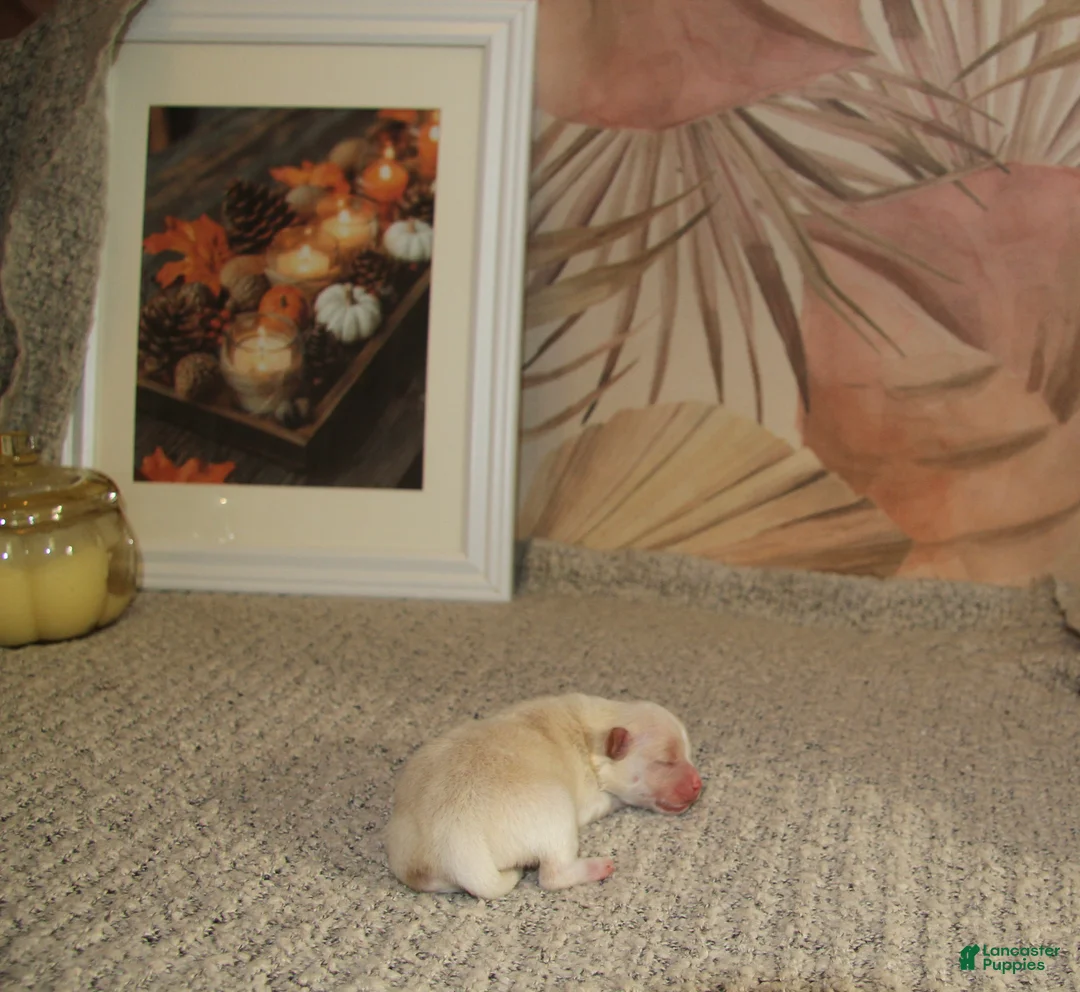 Pomeranian dogs for sale: Lustring  - Ad 1