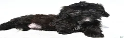 Shihpoo dogs for sale: Cooper - Ad 1