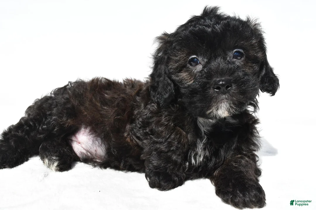 Shihpoo dogs for sale: Cooper - Ad 1