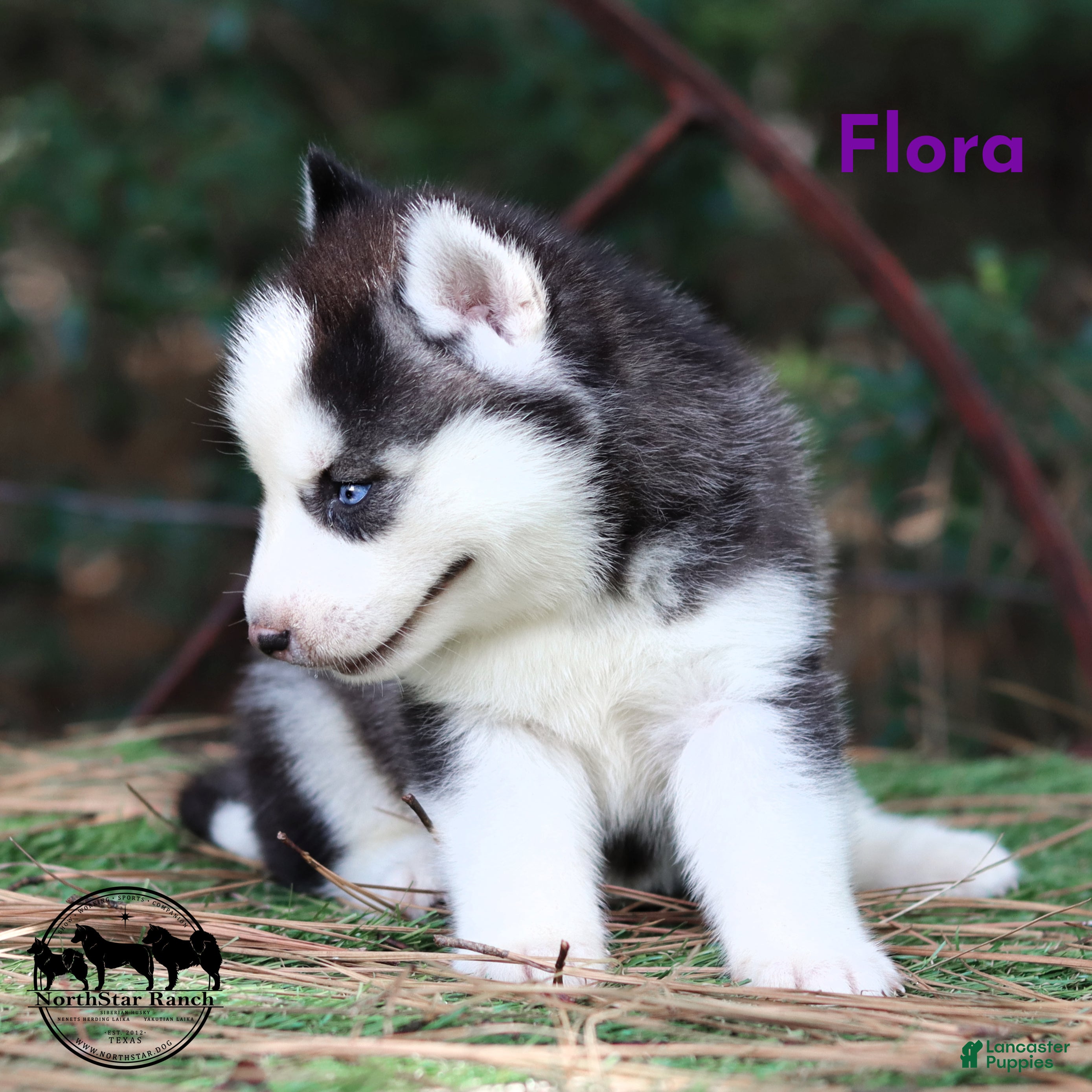 Siberian Husky dogs for sale: Flora Texas can transport - Ad 4