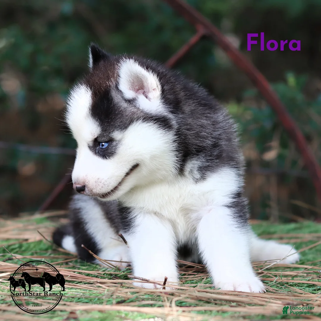 Siberian Husky dogs for sale: Flora Texas can transport - Ad 1