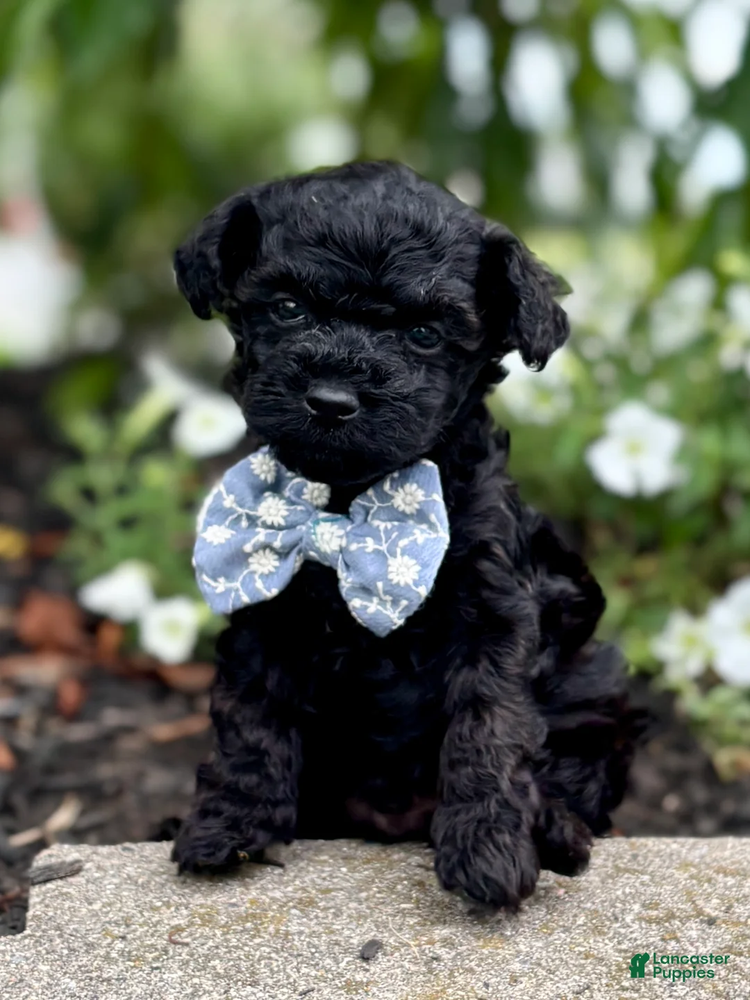 Toy Poodle dogs for sale: Smacker - Ad 22