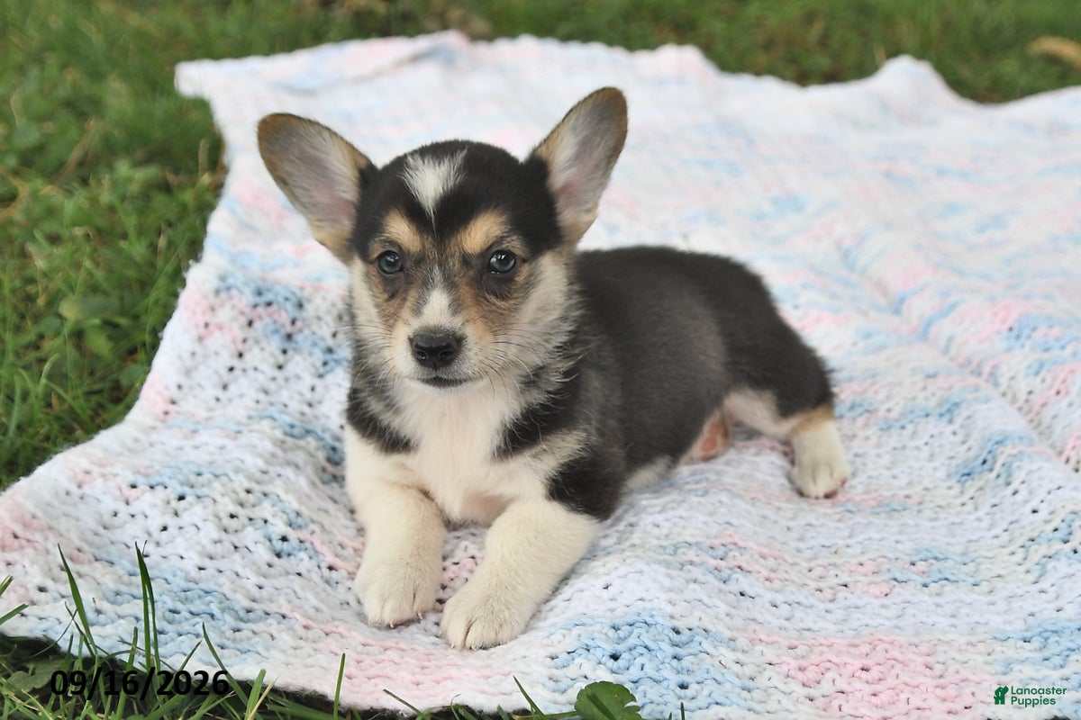 Welsh Corgi Pembroke dogs Andy - Ad 1