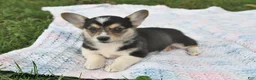 Welsh Corgi Pembroke dogs for sale: Andy - Ad 1