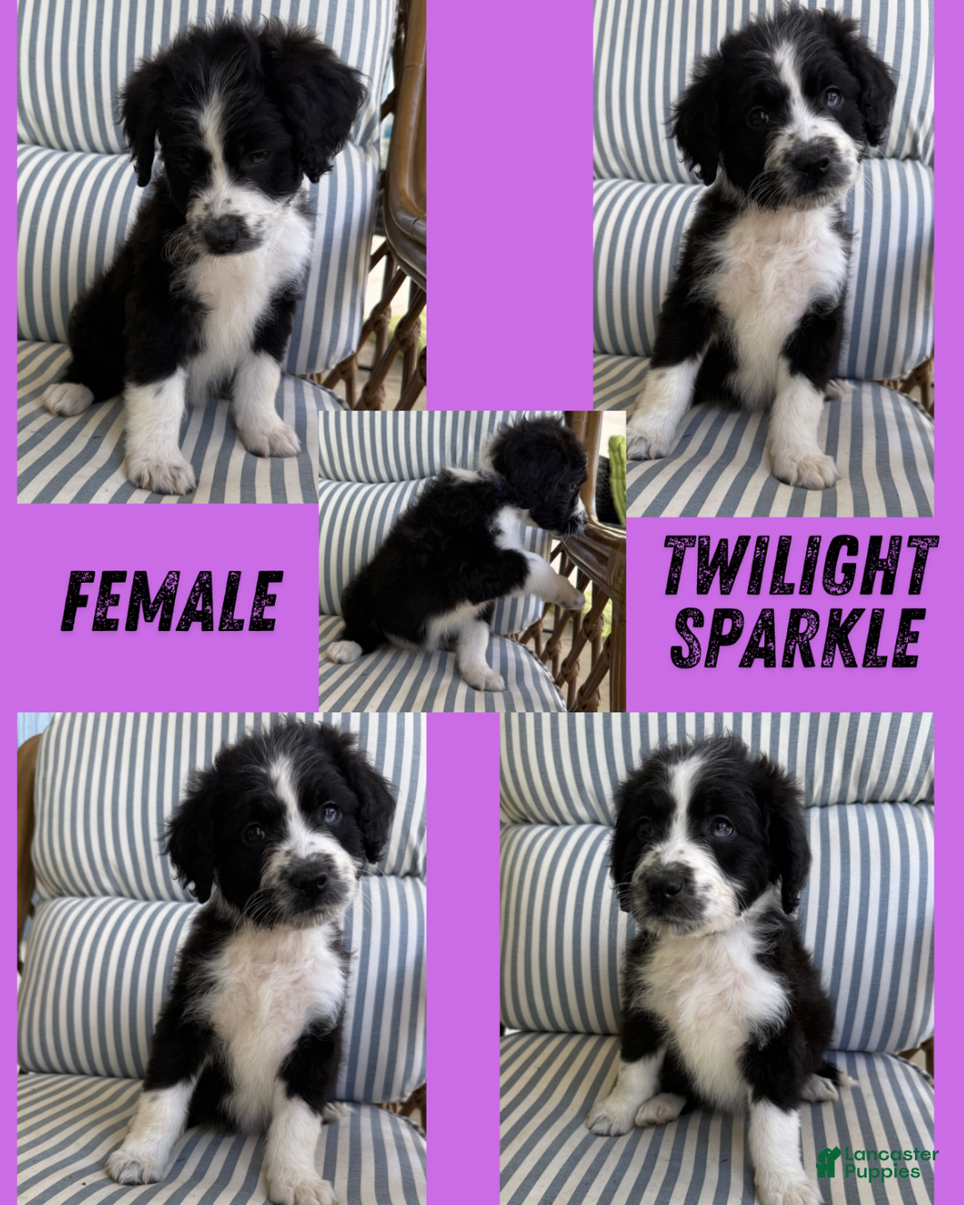 Aussiedoodle dogs Twilight Sparkle (purple) - Ad 19