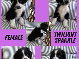 Aussiedoodle dogs Twilight Sparkle (purple) - Ad 19