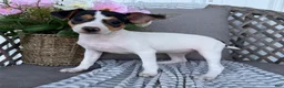 Toy Fox Terrier dogs for sale: Tulip - Ad 1