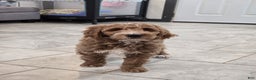 Goldendoodle dogs for sale: Daisy - Ad 6