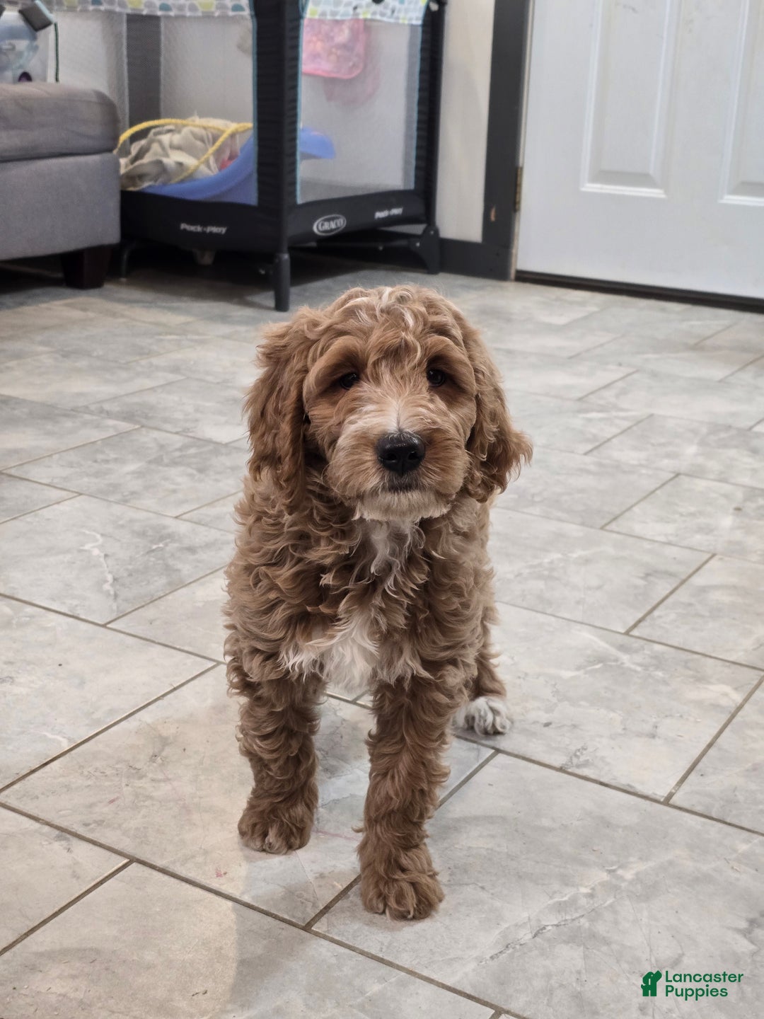 Goldendoodle dogs for sale: Daisy - Ad 6