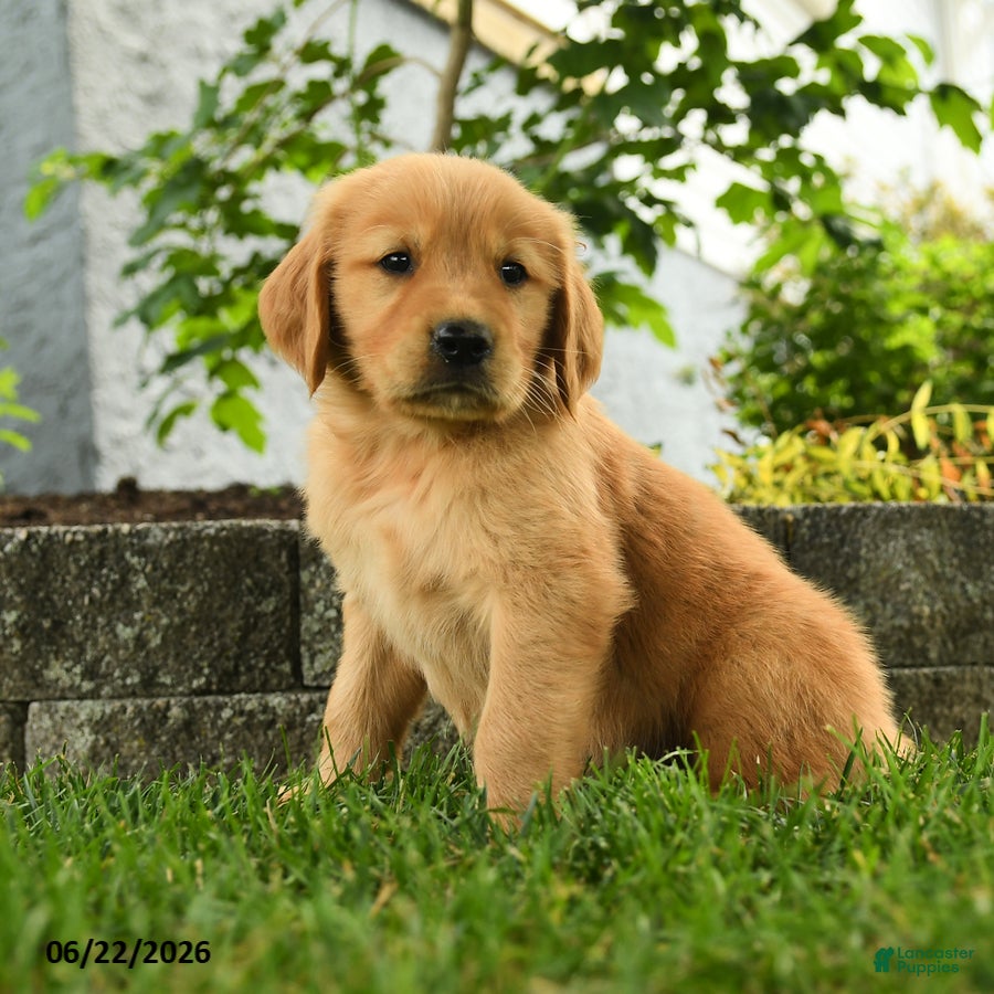 Golden Retriever dogs Patrick - Ad 2