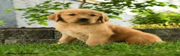 Golden Retriever dogs for sale: Patrick - Ad 2
