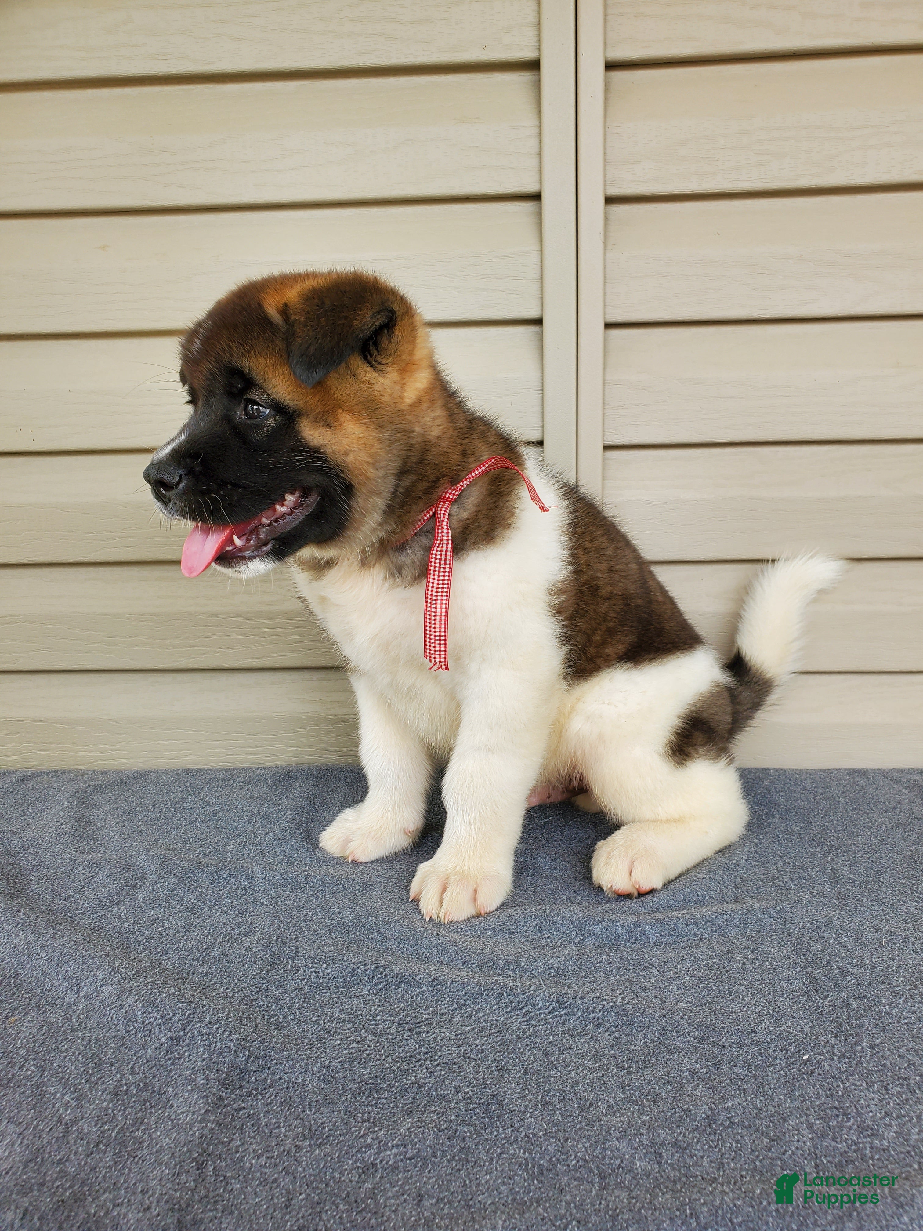 American Akita Puppies Akita And Children Akita Puppies For Sale