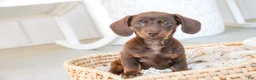 Dachshund dogs for sale: Espresso - Ad 5