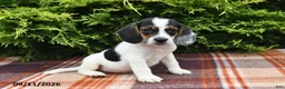 Beagle dogs for sale: Braden - Ad 5