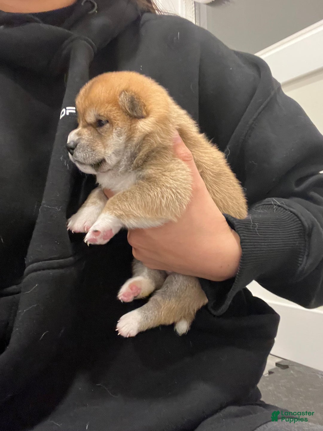 Shiba Inu dogs for sale: Shiba Inu Puppy 1 - Ad 2
