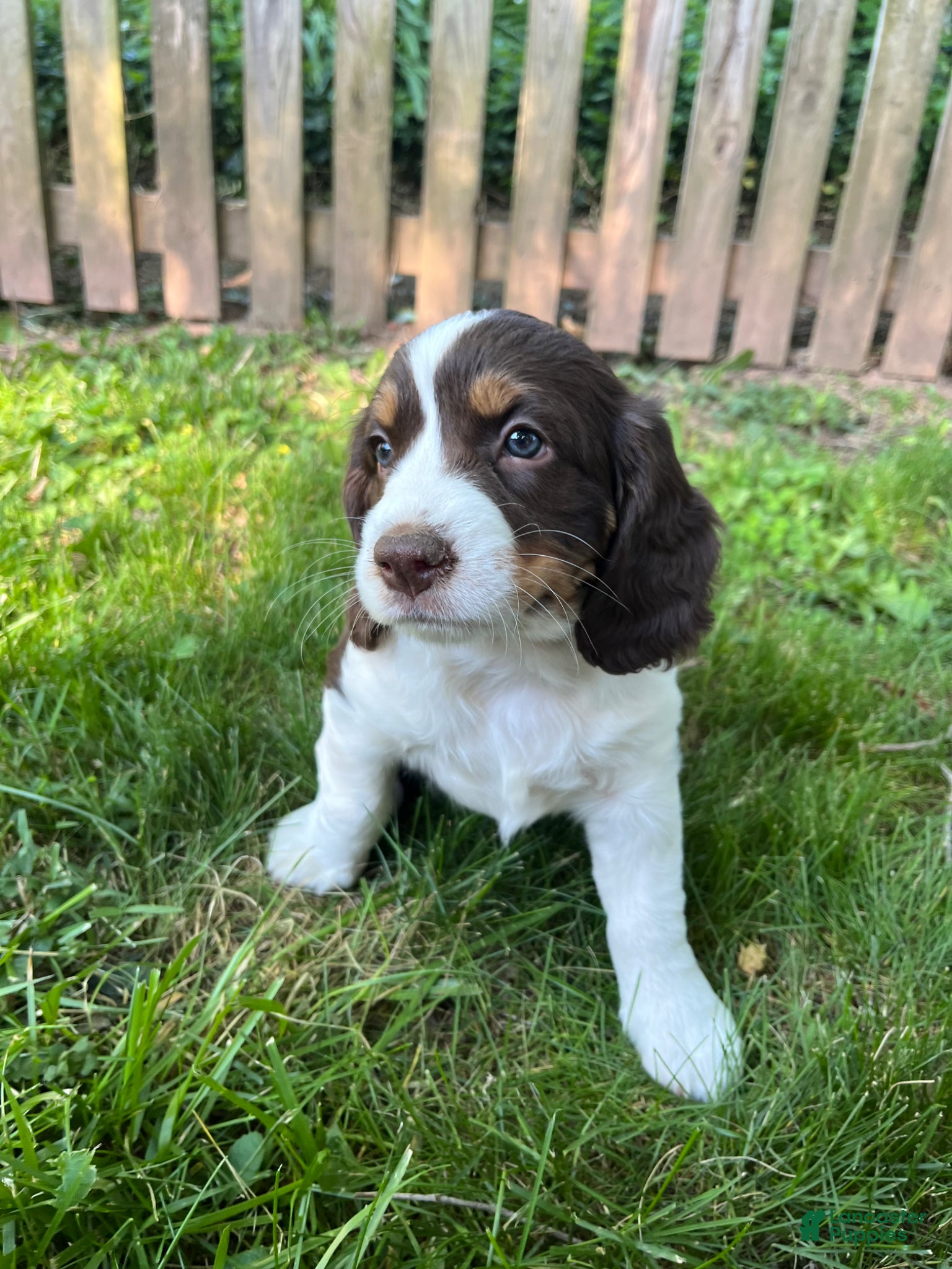 English Springer Spaniel dogs Cinnamon - Ad 28