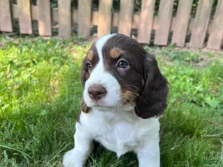 English Springer Spaniel dogs Cinnamon - Ad 28