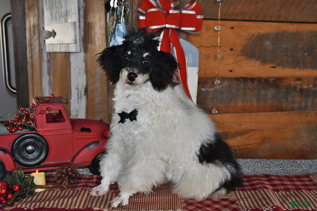 Lhasapoo dogs for sale: Oreo - Ad 4