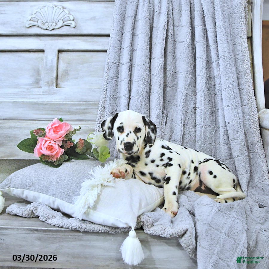 Dalmatian dogs Annie - Ad 2