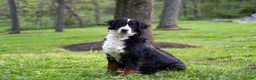 Bernese Mountain Dog dogs for sale: Max - Ad 6
