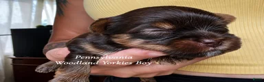 Yorkshire Terrier 1